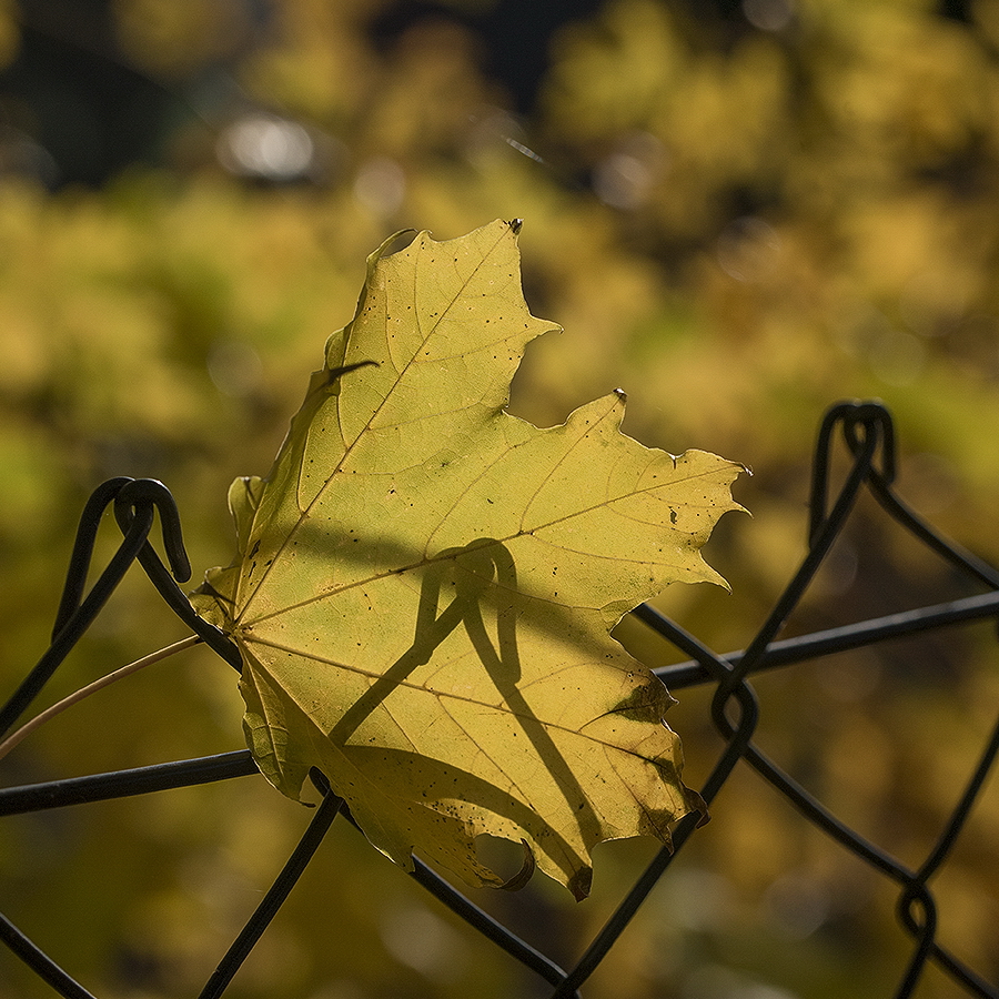 Tölleturm_0088 als Smartobjekt-1 Kopie.jpg - Goldener Oktober